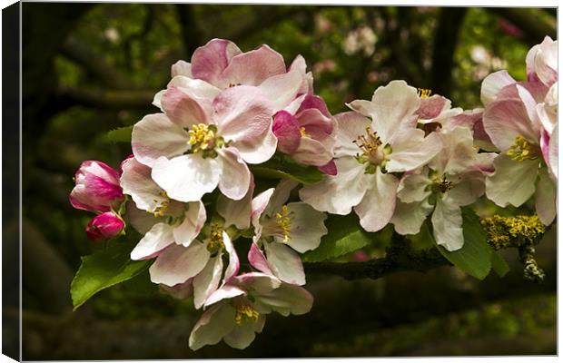 Apple Blossom Canvas Print by Bill Simpson