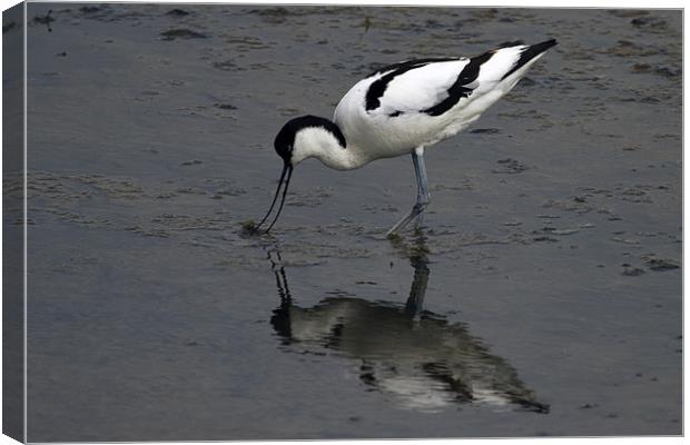 Avocet feeding with reflection Canvas Print by Bill Simpson