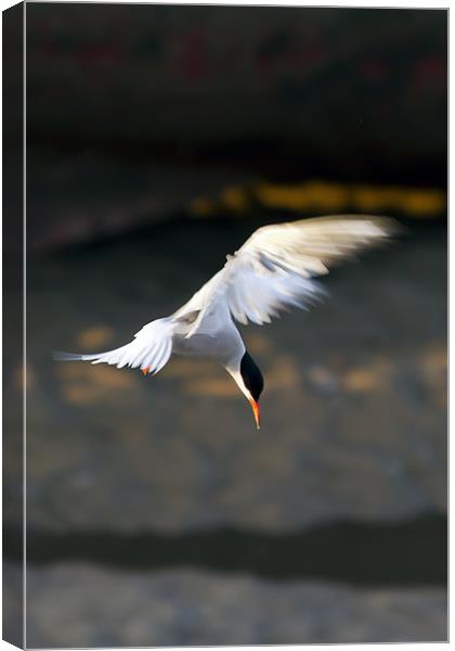 Little Tern Diving Canvas Print by Bill Simpson