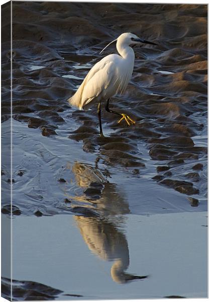 Little Egret Reflected Canvas Print by Bill Simpson