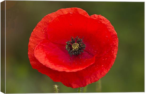 Single Poppy Canvas Print by Bill Simpson