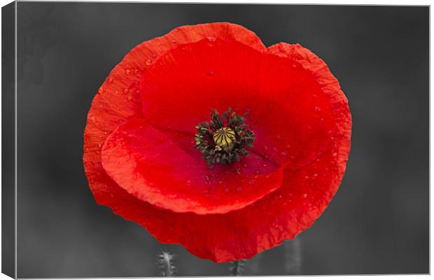 Single Poppy on Black and White Canvas Print by Bill Simpson