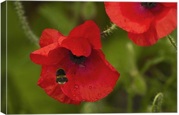 Poppy and Bee Canvas Print by Bill Simpson
