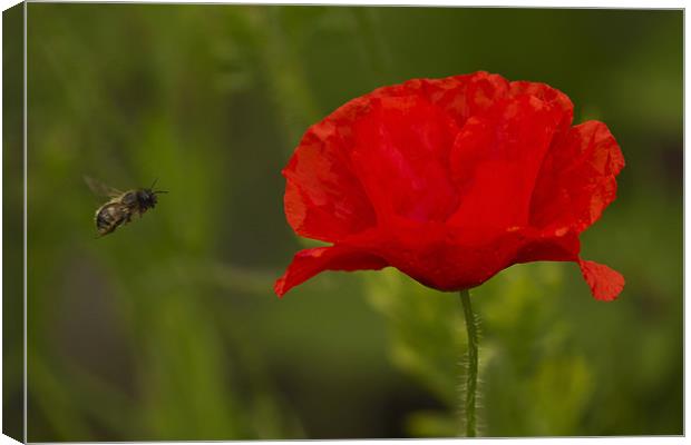 Single Poppy and Bee Canvas Print by Bill Simpson