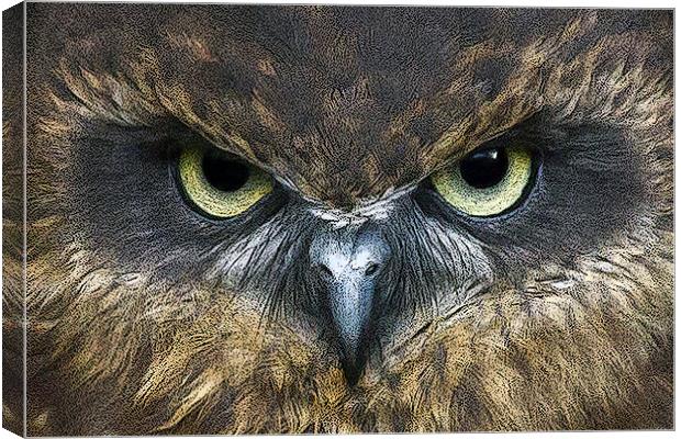 Boobook Owl Watching You Canvas Print by Bill Simpson