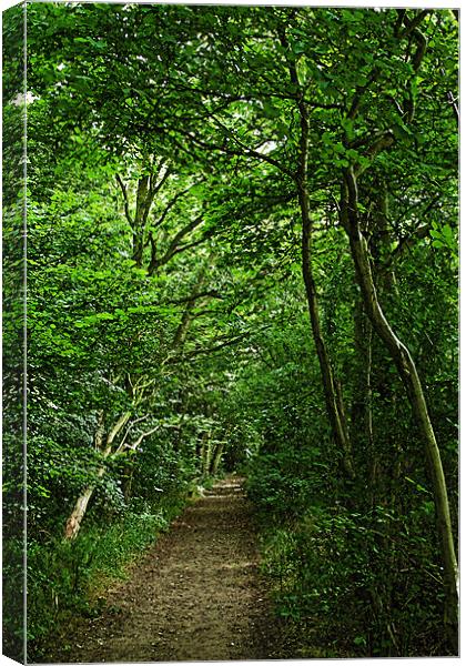 Suffolk Woodland Path Canvas Print by Bill Simpson