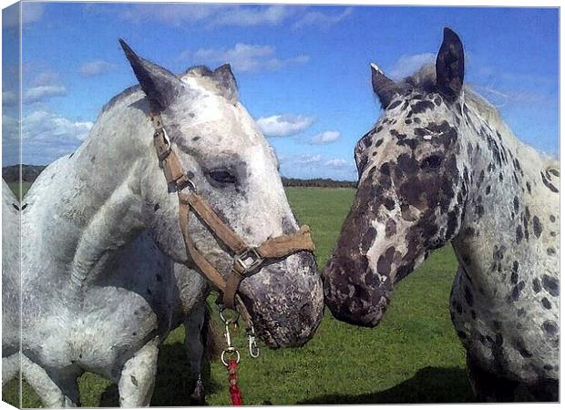 Appaloosa Horses Canvas Print by Bill Simpson