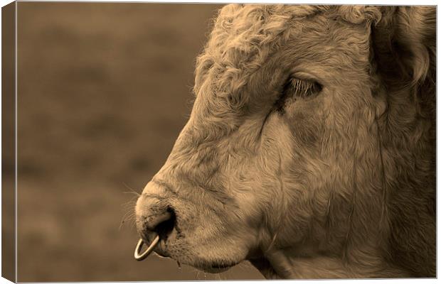 Close Portrait of a Bull in Sepia Canvas Print by Bill Simpson