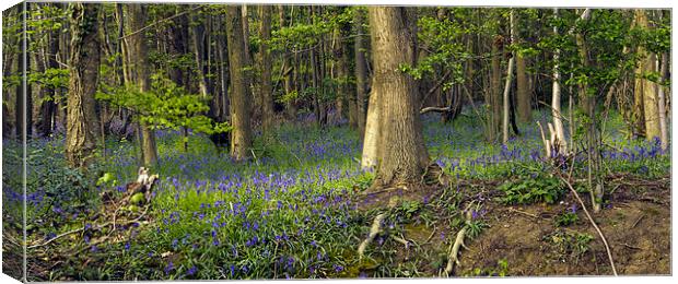 Reydon Woods and Bluebells 2 Canvas Print by Bill Simpson