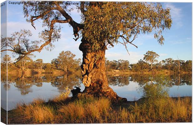 River Murray reflections Canvas Print by Carole-Anne Fooks