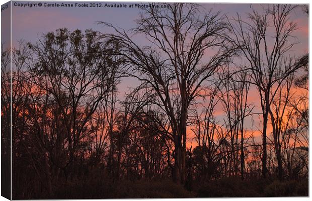 River Murray Trees at Sunset Canvas Print by Carole-Anne Fooks