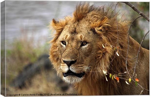 Large Male Lion Looking Intently Canvas Print by Carole-Anne Fooks