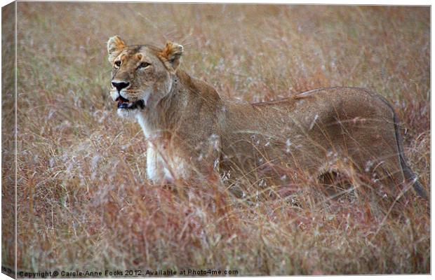Female Lion in Grass Canvas Print by Carole-Anne Fooks