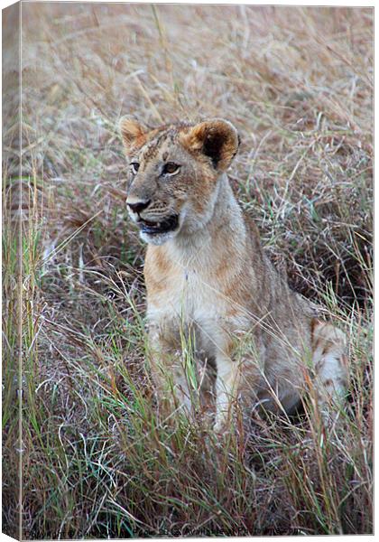Young Lioness in the Grass Canvas Print by Carole-Anne Fooks