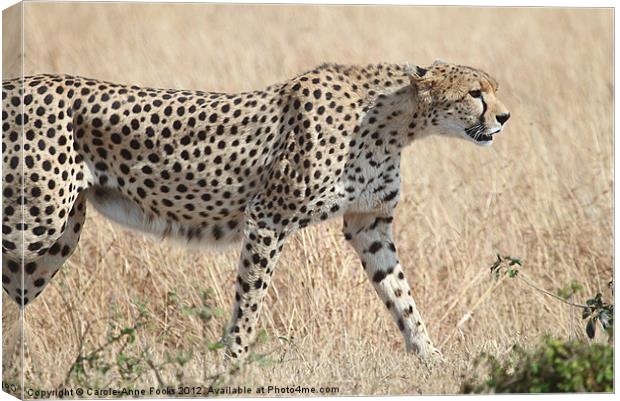 Cheetah Stepping Out Canvas Print by Carole-Anne Fooks