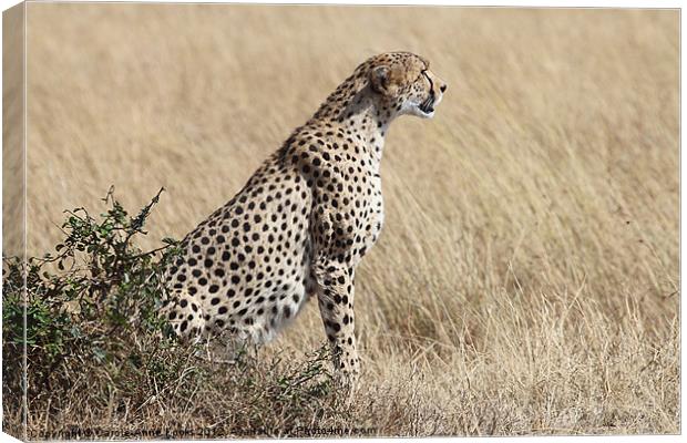 Cheetah Searching for Prey Canvas Print by Carole-Anne Fooks