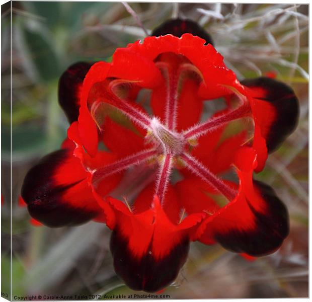 Sturt's Desert Pea, Outback South Australia Canvas Print by Carole-Anne Fooks