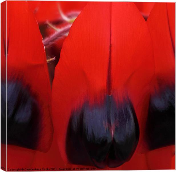 Sturt's Desert Pea Outback Australia Canvas Print by Carole-Anne Fooks