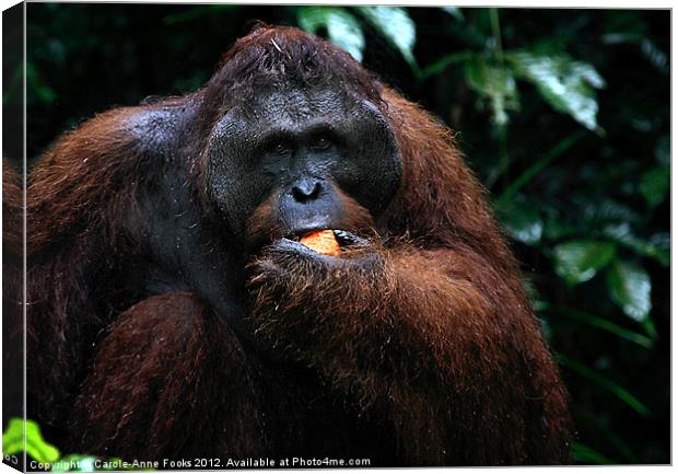 Large male Orangutan Borneo Canvas Print by Carole-Anne Fooks