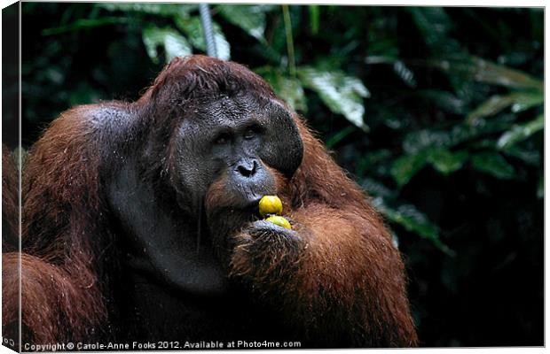 Large male Orangutan Borneo Canvas Print by Carole-Anne Fooks