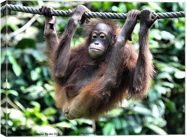 Juvenile Orangutan Borneo Canvas Print by Carole-Anne Fooks