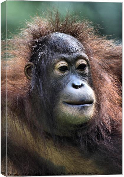 Female Orangutan Borneo Canvas Print by Carole-Anne Fooks
