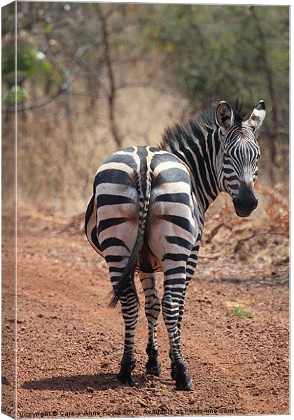 Zebra Crossing Canvas Print by Carole-Anne Fooks