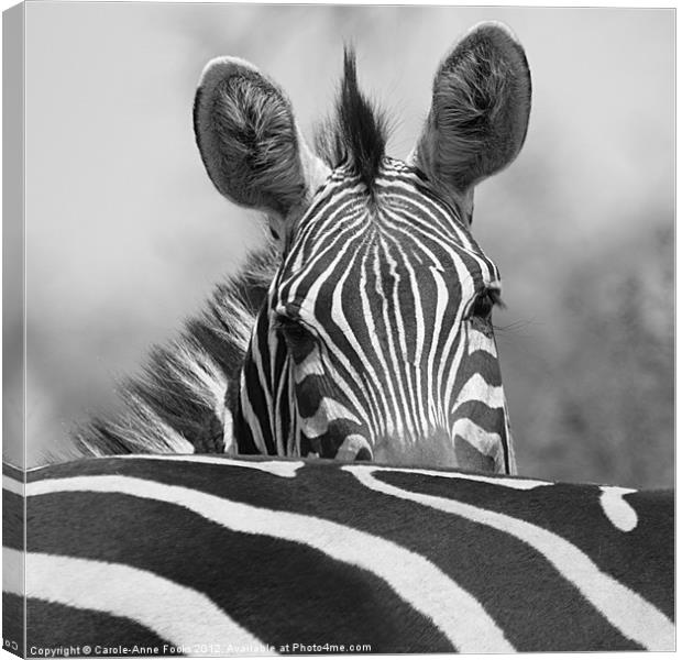 Zebra in Black and White Canvas Print by Carole-Anne Fooks