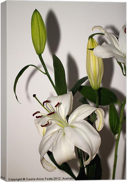 White Lily Spray Canvas Print by Carole-Anne Fooks