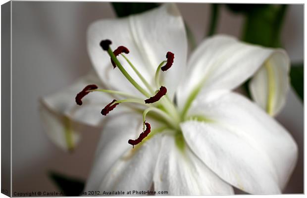 White Lily in Macro Canvas Print by Carole-Anne Fooks