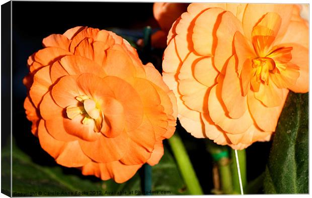 Orange Tuberous Begonias Canvas Print by Carole-Anne Fooks