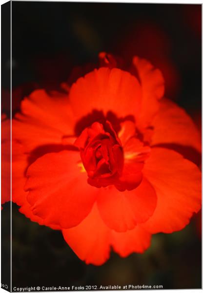 Red Tuberous Begonia Canvas Print by Carole-Anne Fooks
