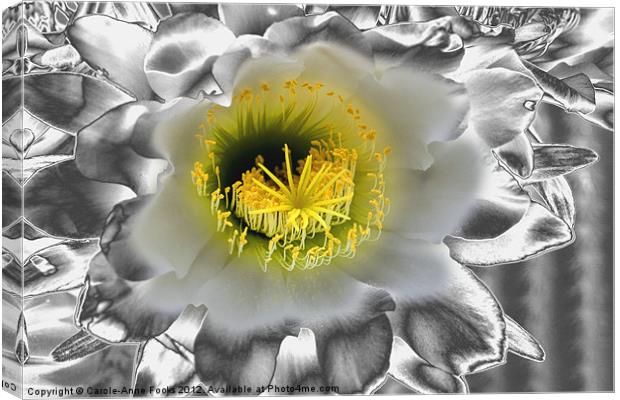 Metalised Night Cactus Flower Canvas Print by Carole-Anne Fooks