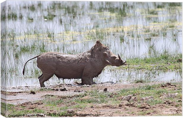 Muddy Warthog Canvas Print by Carole-Anne Fooks