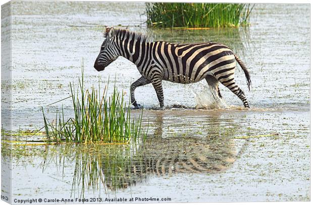 Zebra Crossing Kenya Canvas Print by Carole-Anne Fooks