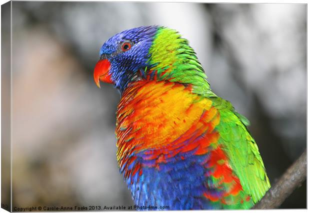 Rainbow Lorikeet Portrait Canvas Print by Carole-Anne Fooks