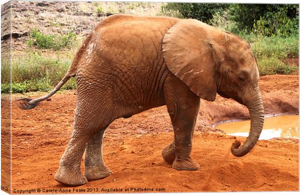 Baby Elephant Kenya Canvas Print by Carole-Anne Fooks