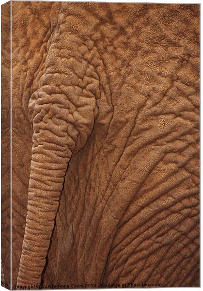 Baby Elephants Tail Canvas Print by Carole-Anne Fooks