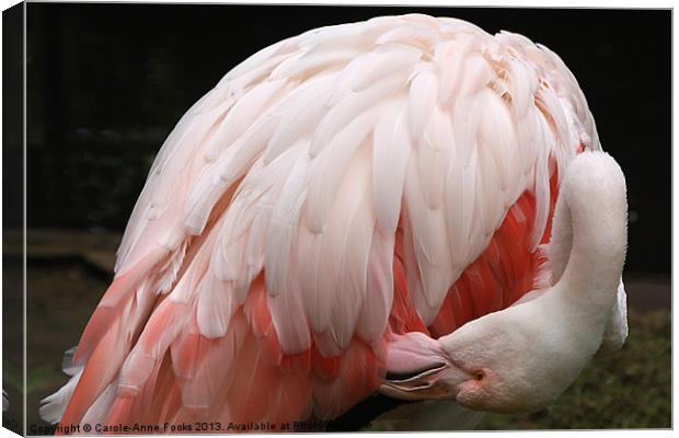 Greater Flamingo Preening Canvas Print by Carole-Anne Fooks