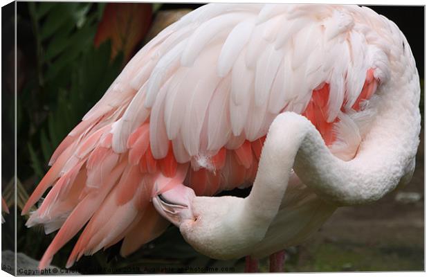 Greater Flamingo Preening Canvas Print by Carole-Anne Fooks