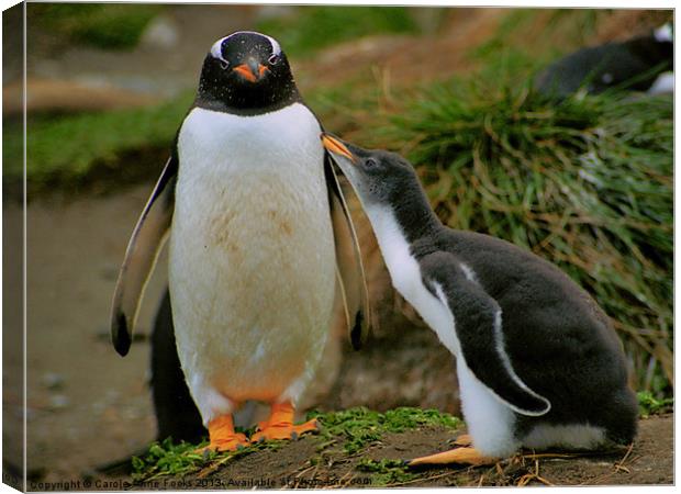 Gentoo Penguin with Begging Chick Canvas Print by Carole-Anne Fooks