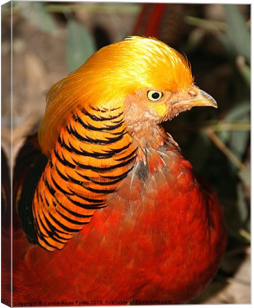 Red Golden Pheasant Canvas Print by Carole-Anne Fooks