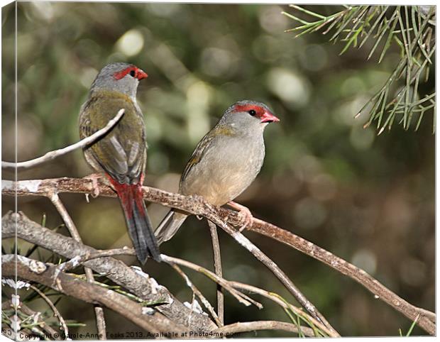 Red-browed Firetail Finch Canvas Print by Carole-Anne Fooks