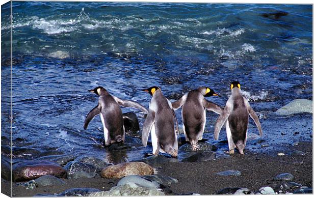 King Penguins Going Fishing Canvas Print by Carole-Anne Fooks