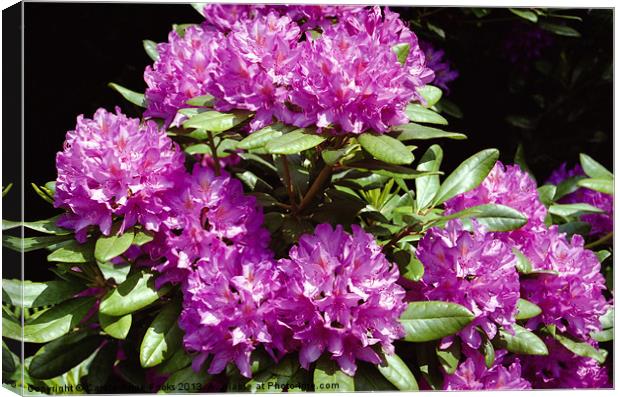 Rhododendrons At Birmigham Botanic Gardens Canvas Print by Carole-Anne Fooks