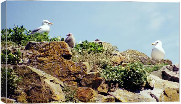 Herring Gull Rookery Caldey Island Canvas Print by Carole-Anne Fooks