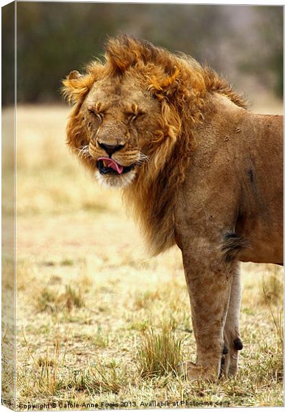 Mmmm...nice! Lion After Copulation Canvas Print by Carole-Anne Fooks