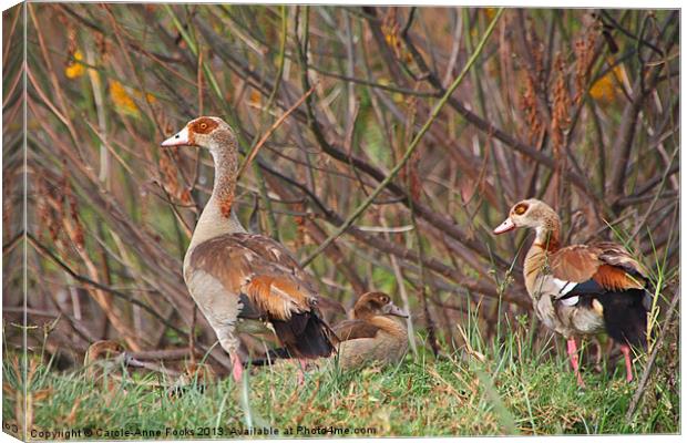 Egyptian Geese Family Canvas Print by Carole-Anne Fooks