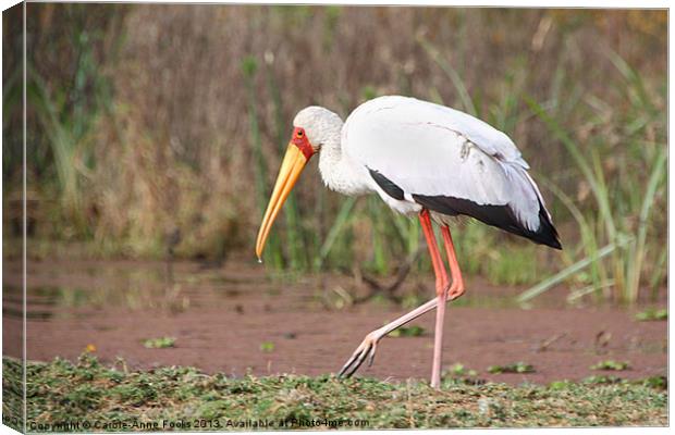 Yellow-Billed Stork Canvas Print by Carole-Anne Fooks