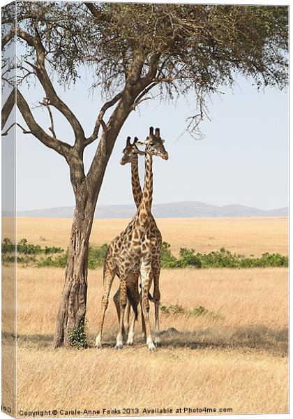 Maasai Giraffe Males Necking Canvas Print by Carole-Anne Fooks
